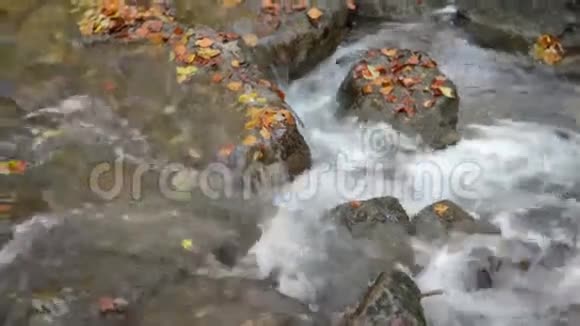 秋天流经德国巴伐利亚州MaisingerSchlucht峡谷的小河榉林周围视频的预览图