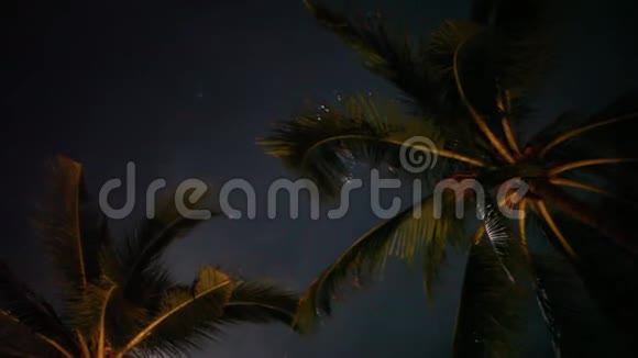 满月在热带之夜棕榈树在夜空背景1920x1080视频的预览图