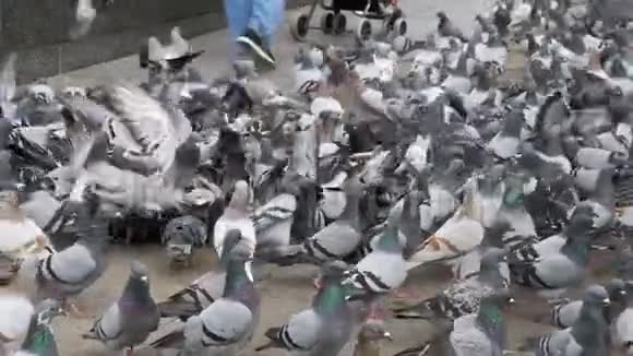 巨大的鸽子群吃面包在城市大街上起飞慢动作视频的预览图