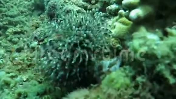 水下珊瑚和植物巴厘岛印度尼西亚视频的预览图
