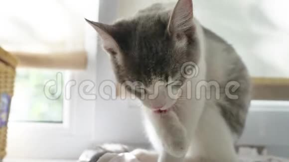 猫舔爪子一只漂亮的小猫坐在窗户上的房间里一只猫用爪子在室内洗他的脸视频的预览图