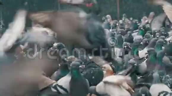 巨大的鸽子群吃面包在城市大街上起飞慢动作视频的预览图