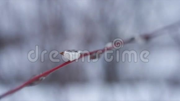 冬天平静的风景在树上视频的预览图