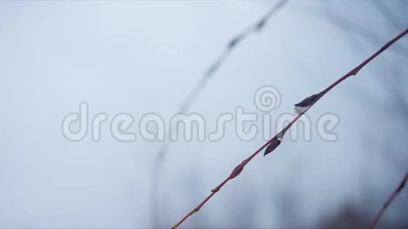 冬天平静的风景在树上视频的预览图
