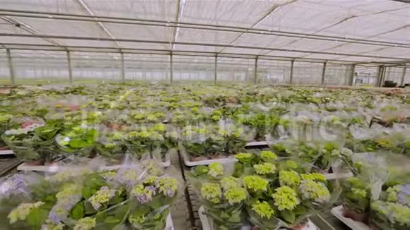 以工业规模种植花卉黄花绿色植物视频的预览图