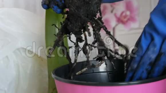 这位妇女把室内花移植到新的花盆里家花的根视频的预览图