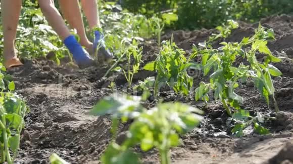 雌性的手挖掘着地面上年轻的番茄植株番茄种植视频的预览图