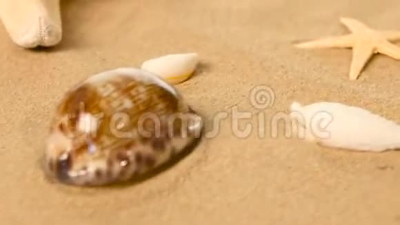 美丽的大贝壳躺在沙滩上海星旋转特写视频的预览图