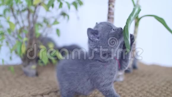 在尤卡植物中玩耍的英国小猫视频的预览图