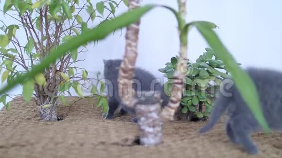 在尤卡植物中玩耍的英国小猫视频的预览图