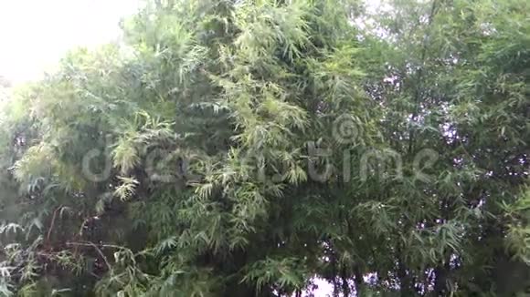 竹林在狂风暴雨中吹拂摘要视频的预览图