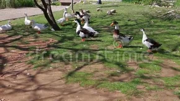 一群野鸭和鹅在夏天公园的绿草上散步视频的预览图