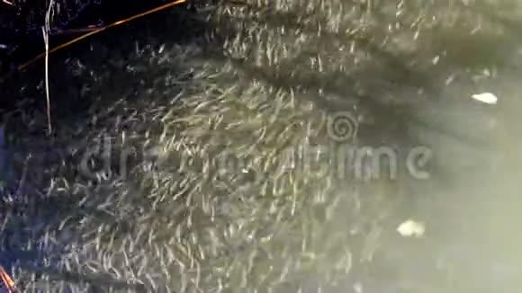 一群小鱼大规模的沙子嗅到了黑海的奥瑟丽娜博耶里奥瑟丽娜蓬蒂卡视频的预览图