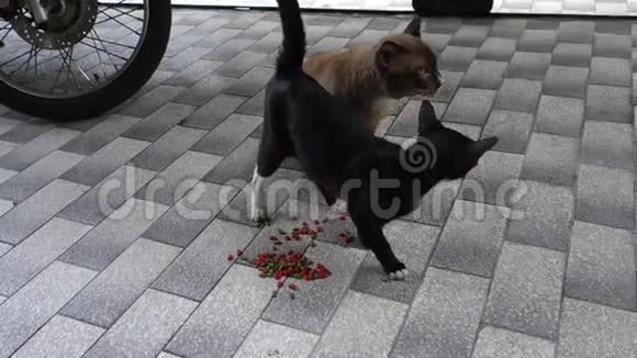流浪的年轻妈妈黑猫和大父布朗猫在地板上吃干粮情人猫拥抱在一起视频的预览图