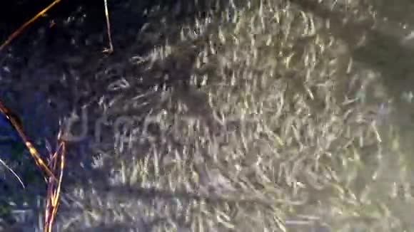 一群小鱼大规模的沙子嗅到了黑海的奥瑟丽娜博耶里奥瑟丽娜蓬蒂卡视频的预览图