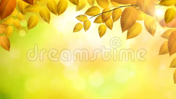 阳光明媚的季节背景与自然枝条橙色的叶子在秋天的森林与阳光视频的预览图