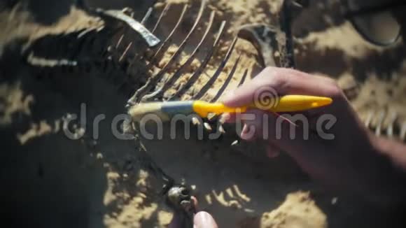这名男子从事挖掘沙子骨架和考古工具中的骨头视频的预览图