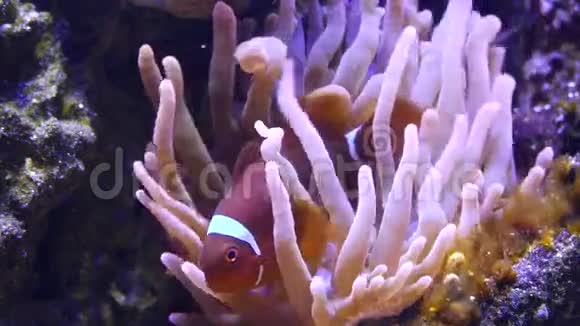一只美丽的小丑鱼在珊瑚下面游动视频的预览图