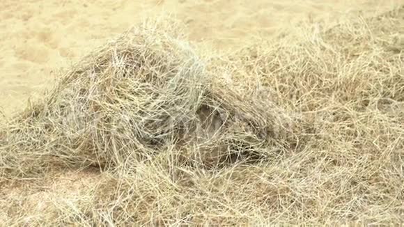 动物园里的黑尾草原狗视频的预览图