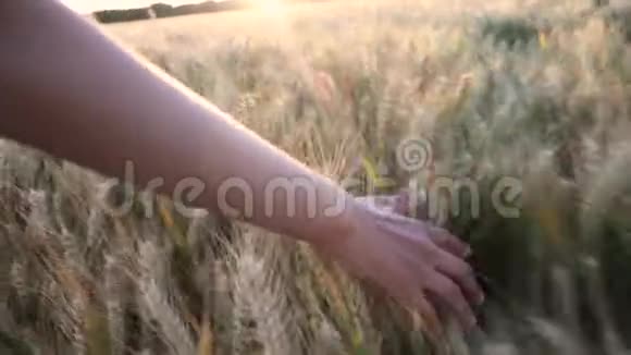 年轻的成年女性女孩子在日落或日出时用手触摸大麦的顶端视频的预览图