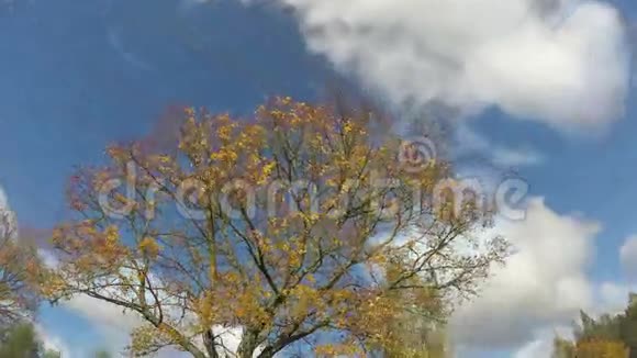 黄叶枫树时间流逝4K视频的预览图