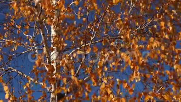公园里的秋天视频的预览图