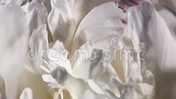 白色牡丹花瓣视频的预览图