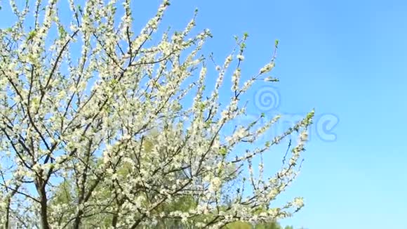 盛开的梅树梅树枝上长满了白花和树叶视频的预览图