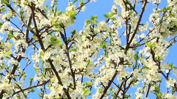 盛开的梅树梅树枝上长满了白花和树叶视频的预览图