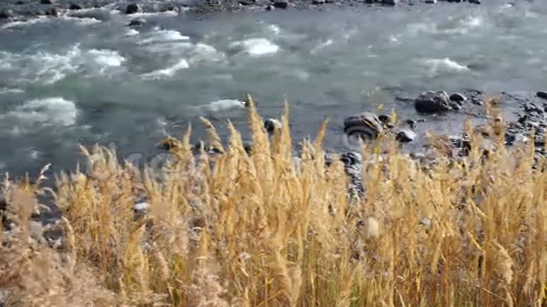 芦苇在山河的岸边视频的预览图