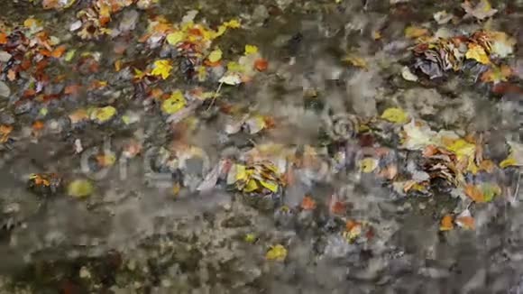 秋天流经德国巴伐利亚州MaisingerSchlucht峡谷的小河榉林周围视频的预览图