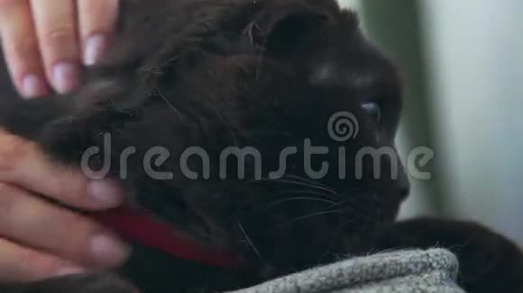 一只漂亮的大黑猫躺在主人旁边视频的预览图