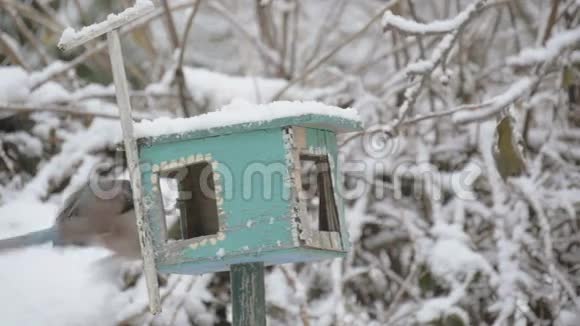 一只鸟在喂食器里啄食谷物动作缓慢雪花落在鸟舍上冬天喂鸟视频的预览图