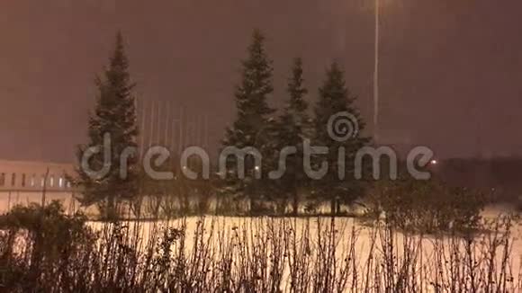 雪落在杉树的背景上视频的预览图