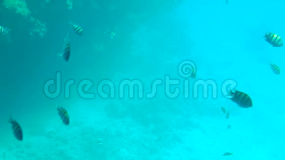 五颜六色的珊瑚礁与鱼和珊瑚缓慢的运动视频的预览图