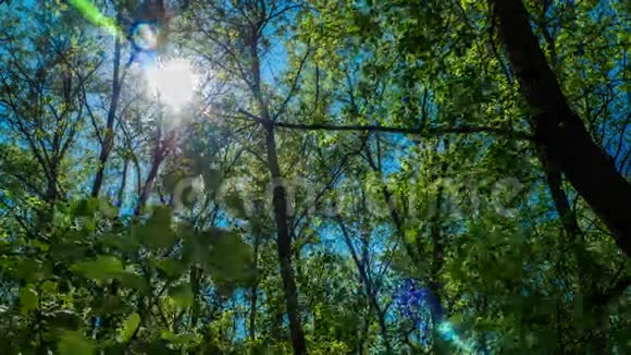时光倒流阳光透过树林中的树叶照射绿色多汁的植物清新的绿色蓝天视频的预览图