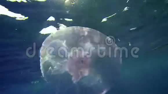 水下水母的阳光视频的预览图