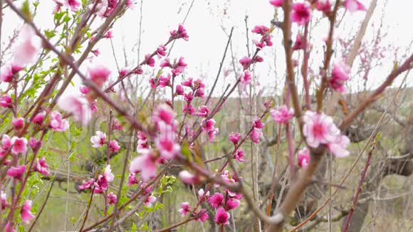 春天盛开的桃树枝视频的预览图