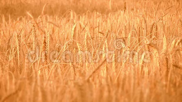 黄金熟大麦全麦视频的预览图