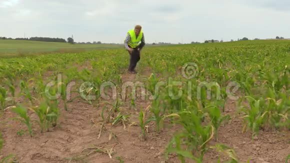 农民在夏天检查玉米地视频的预览图