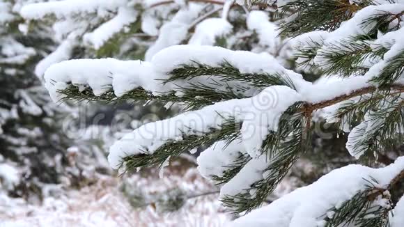 冬天在森林里下雪冷杉枝在风中摇曳视频的预览图