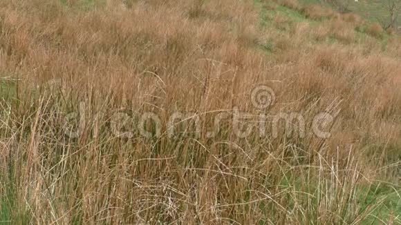 威尔士的山坡上的草地视频的预览图