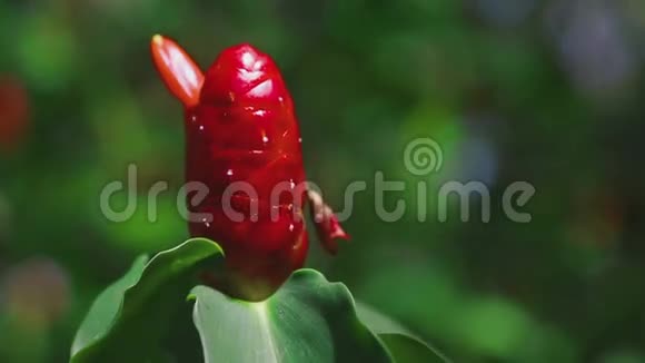 红姜生姜在花园里视频的预览图