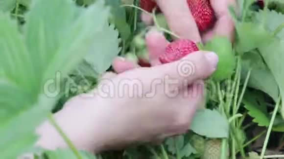 收获成熟的草莓视频的预览图