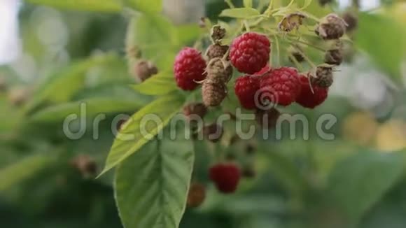 户外树枝上的树莓很少视频的预览图