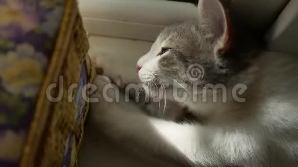 猫锋利的爪子猫的晨光带着宠物的窗户可爱的小猫视频的预览图