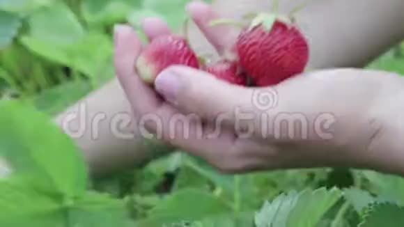 收获成熟的草莓视频的预览图