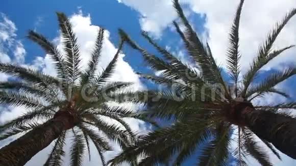 两棵棕榈树和云天视频的预览图