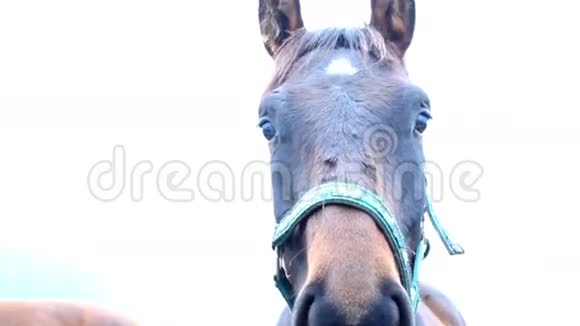 棕色的马有一条蓝色的领带视频的预览图