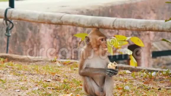 猴子坐在街上吃东西视频的预览图